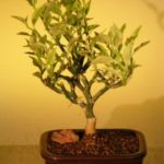 Flowering Devil's Backbone Bonsai Tree (pidilanthus tithymaloides - variegated)