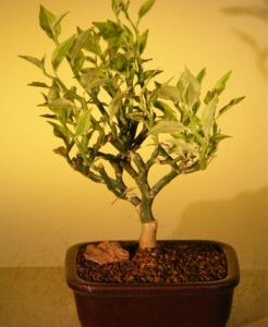 Flowering Devil's Backbone Bonsai Tree (pidilanthus tithymaloides - variegated)