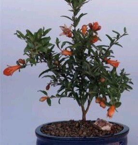 Flowering Dwarf Pomegranate - Small (Punica Granatum (nana)