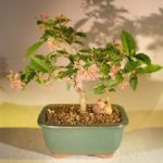 Flowering Dwarf Weeping Barbados Cherry Bonsai Tree - Medium (Malpighia Pendiculata)