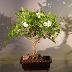 Flowering Gardenia Bonsai Tree - Large Clump Style (jasminoides miami supreme)