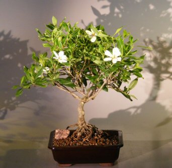 Flowering Gardenia Bonsai Tree - Large Clump Style (jasminoides miami supreme)