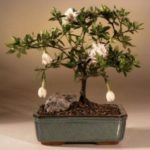 Flowering Gardenia Bonsai Tree (gardenia jasminoides)