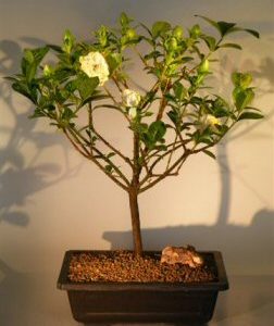 Flowering Gardenia (Jasminoides miami supreme)