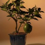 Flowering Lemon Bonsai Tree (meyer lemon)