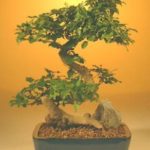 Flowering Ligustrum Bonsai Tree-Large (ligustrum lucidum)