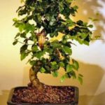 Flowering Ligustrum Bonsai Tree-Medium (ligustrum lucidum)