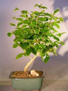 Flowering Ligustrum Bonsai Tree - Small (ligustrum lucidum)