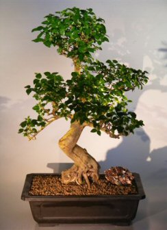 Flowering Ligustrum Bonsai Tree (ligustrum lucidum)