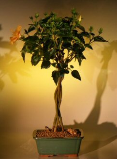 Flowering "Mango Mist" Tropical Hibiscus - Braided Trunk Style (rosa sinensis)