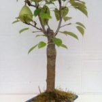 Flowering Pear Bonsai Tree (pyrus communis)
