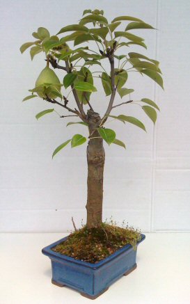 Flowering Pear Bonsai Tree (pyrus communis)