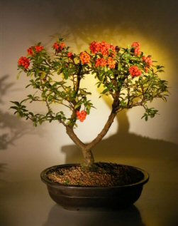Flowering Pyracantha Bonsai Tree (pyracantha 'mohave')