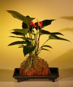 Flowering Red Anthurium In Hawaiian Lava Rock ("small talk") Bonsai Tree (anthurium andraeanum)