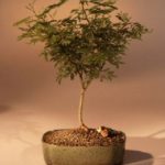 Flowering Sweet Acacia Bonsai Tree (acacia farnesiana)