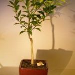 Flowering Tangerine Citrus Bonsai Tree - Seedless (kishu mandarin)