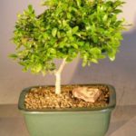 Flowering Tropical Boxwood Bonsai Tree (neea buxifolia)