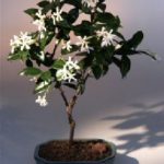 Flowering White Jasmine (trachelospermum jasminoides)
