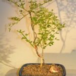 Flowering Winter Jasmine Bonsai Tree (jasminum nudiflorum)
