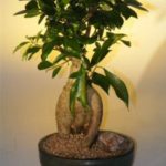 Ginseng Ficus Bonsai Tree - Large (Ficus Retusa)