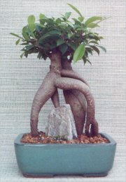 Ginseng Ficus Bonsai Tree - Medium (Ficus Retusa)