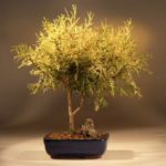 Gold Thread Cypress - Large (chamaecyparis pisifera 'filifera aurea' nana)