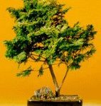 Golden Hinoki Cypress - Large (Chamecyparis Obtusa Compacta "aurea")