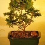 Golden Hinoki Cypress - Medium (chamecyparis obtusa compacta "aurea")