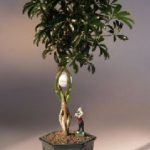 Golf Ball Hawaiian Umbrella Bonsai Tree With Miniature Golfer Figurine (arboricola schefflera)