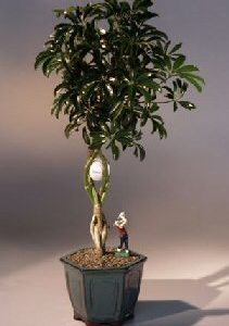 Norfolk Island Pine Bonsai Tree Three 3 Tree Forest Group Araucaria Heterophila Bonsai Tree Gardens