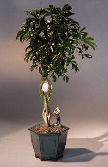 Golf Ball Hawaiian Umbrella Bonsai Tree With Miniature Golfer Figurine (arboricola schefflera)