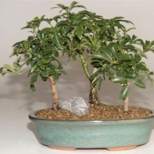 Norfolk Island Pine Bonsai Tree Three 3 Tree Forest Group Araucaria Heterophila Bonsai Tree Gardens