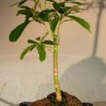 Hawaiian Umbrella Bonsai Tree - Gold - In Lava Rock - Small (arboricola schefflera 'luseanne' variegata)
