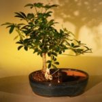 Hawaiian Umbrella Bonsai Tree/Water Bonsai Pot (arboricola schefflera)
