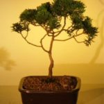 Hinoki Cypress Bonsai Tree - Medium (chamecyparis obtusa 'compacta')
