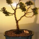 Hinoki Cypress Bonsai Tree - Pom Pom Style (chamecyparis obtusa 'nana')