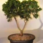 Hinoki Cypress Bonsai Tree (chamecyparis "gracillis")