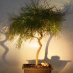 Japanese Black Pine Bonsai Tree - Curved Trunk (pinus thunbergii)