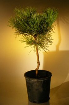Japanese Black Pine Bonsai Tree - Pre Bonsai (pinus thunbergii)