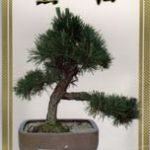 Japanese Black Pine Bonsai Tree Seeds