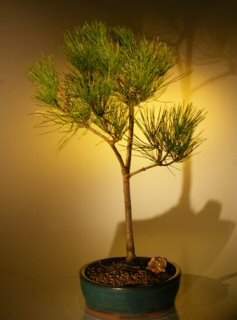 Japanese Black Pine Bonsai Tree (pinus thunbergii)