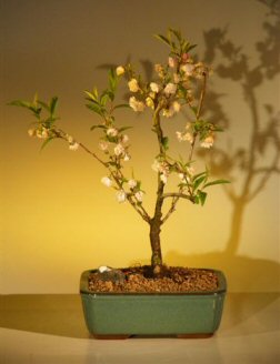 Japanese Flowering Cherry Bonsai Tree (prunus serrulata)