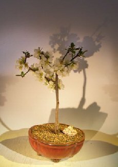Japanese Flowering Quince Bonsai Tree (chaenomles 'toyo-nishiki')