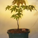 Japanese Green Maple Bonsai Tree - Small (acer palmatum)