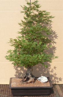 Japanese Green Maple Bonsai Tree (acer palmatum)