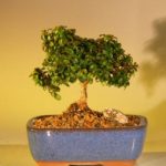 Japanese Kingsville Boxwood Bonsai Tree - Small Buxus Microphylla "Compacta"
