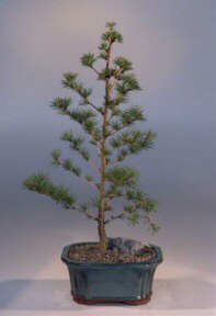 Japanese Larch Bonsai Tree (larix leptolepsis)