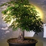Japanese Maple Bonsai Tree (acer palmatum)