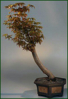 Japanese Maple Bonsai Tree (acer palmatum)