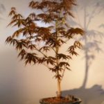 Japanese Red Maple Bonsai Tree - Large (Acer Palmatum "Atropurpurea")